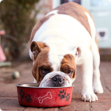 dog eating out of bowl